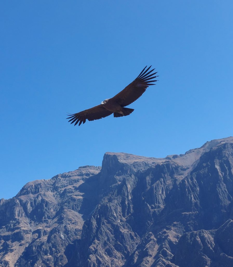 Een condor in de Colca Canyon